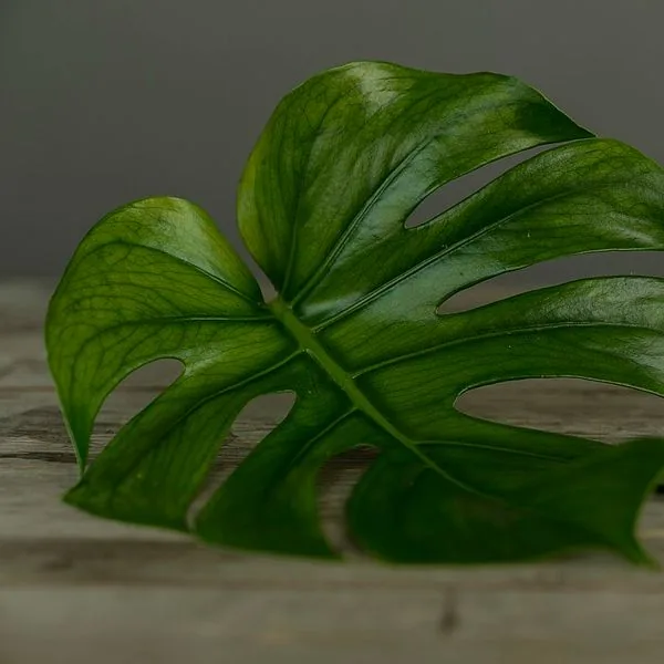 Feuille découpée de monstera