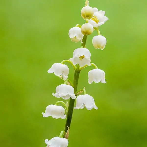 Brin de muguet sur fond vert