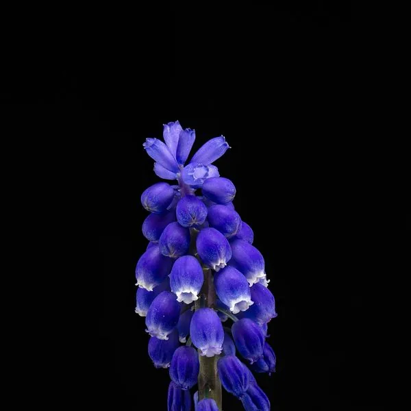 Muscari bleu sur fond noir