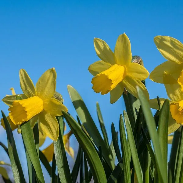Jonquilles jaunes sur ciel bleu