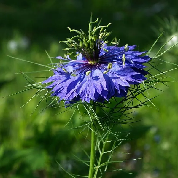 Nigelle bleue de Damas