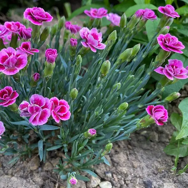 Touffe d'œillets mignardise roses