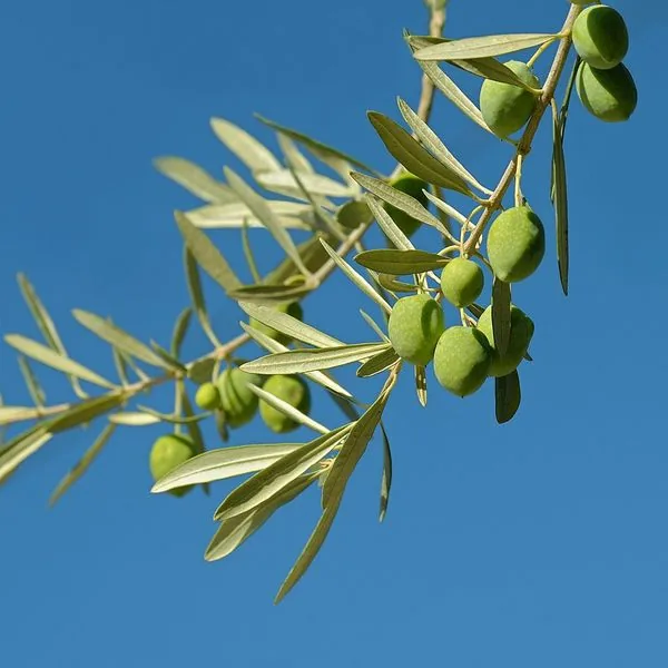 Rameau d'olivier avec olives sur ciel bleu
