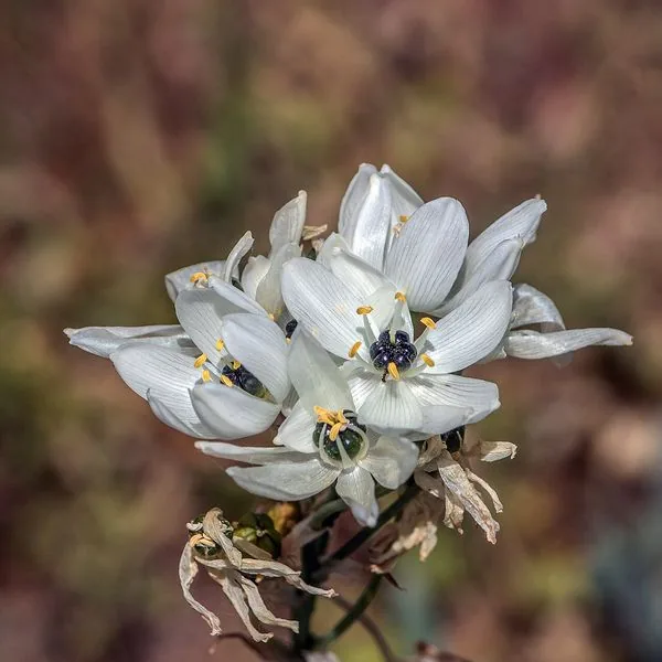 Grappe d'ornithogales blanches