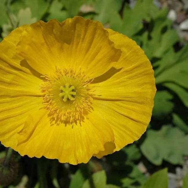 Pavot d'Islande jaune vu de face