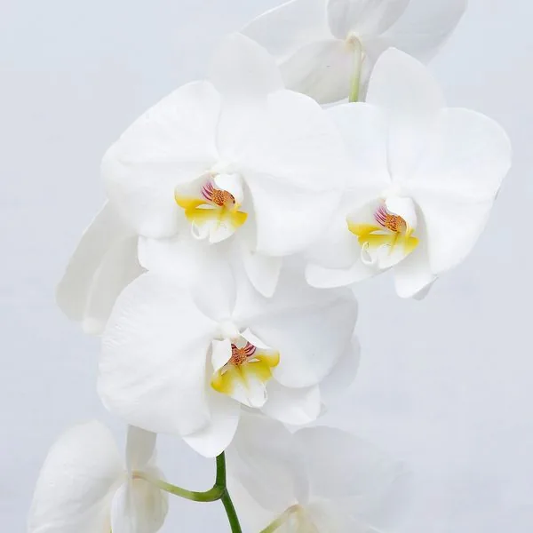 Orchidée phalaenopsis blanche sur fond clair
