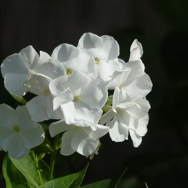 Phlox blanc en grappe