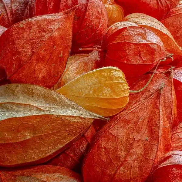 Lanternes orange de physalis