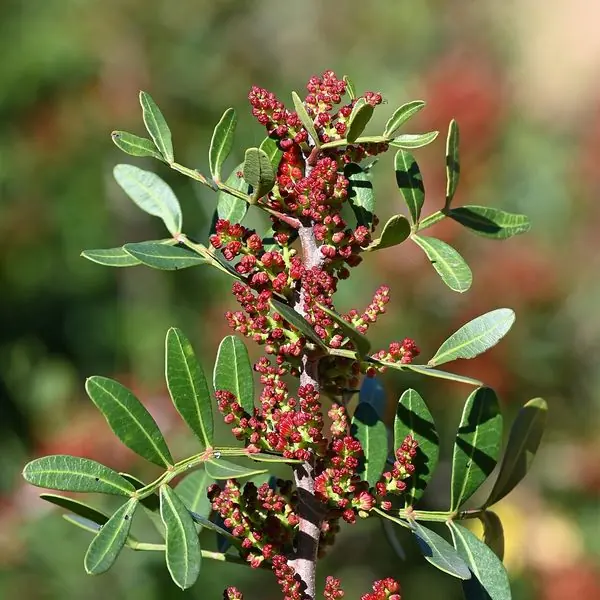Rameau de pistachier lentisque aux petites baies rouges