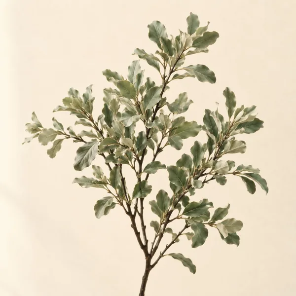Rameau de pittosporum au feuillage gris vert (illustration)