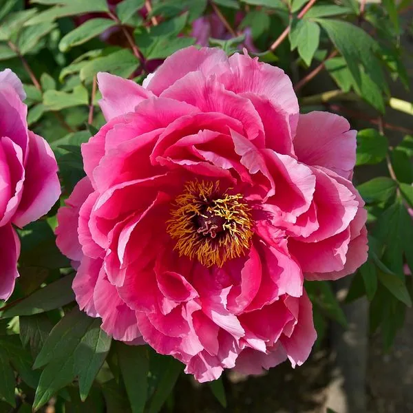 Pivoine rose vif épanouie