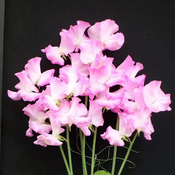 Bouquet de pois de senteur roses sur fond noir