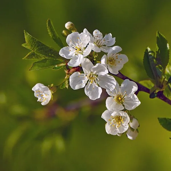 Rameau de cerisier en fleurs blanches