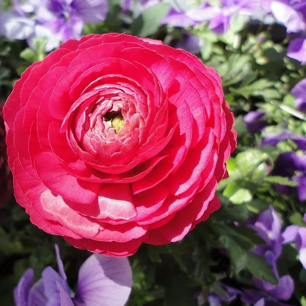 Renoncule rose fuchsia aux pétales serrés