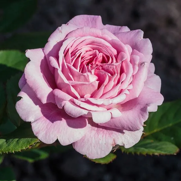 Rose rose pâle aux pétales serrés, en gros plan