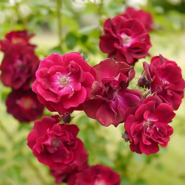 Grappe de petites roses rouges sur une même branche