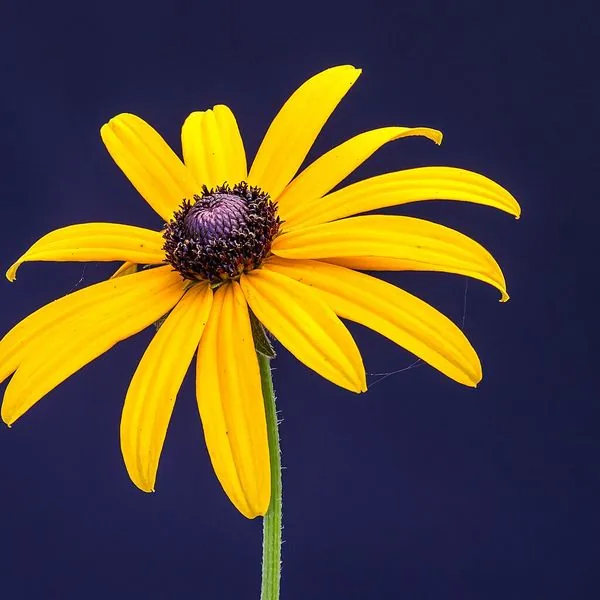 Rudbeckia jaune au cœur noir sur fond bleu nuit