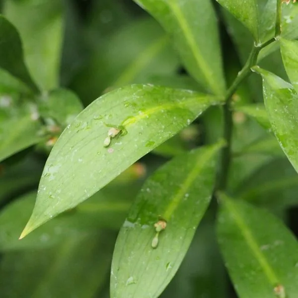 Feuillage vert brillant de ruscus