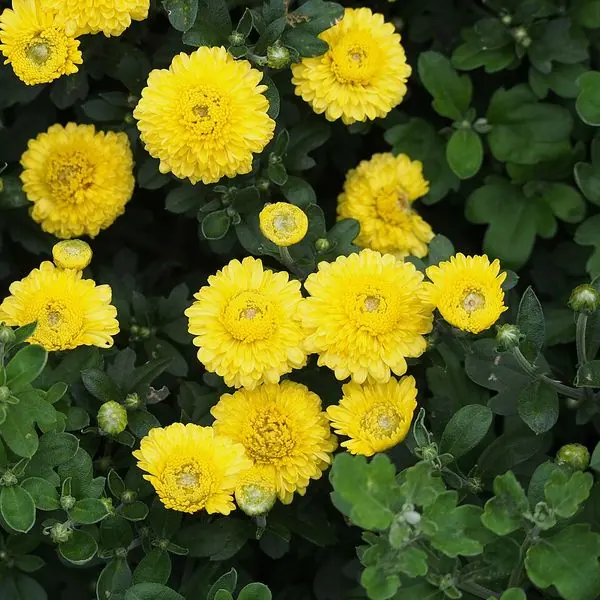 Petits chrysanthèmes pompons jaunes