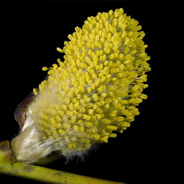 Chaton de saule jaune sur fond noir