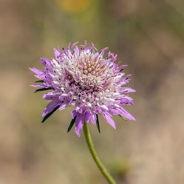 Scabieuse mauve sur fond clair