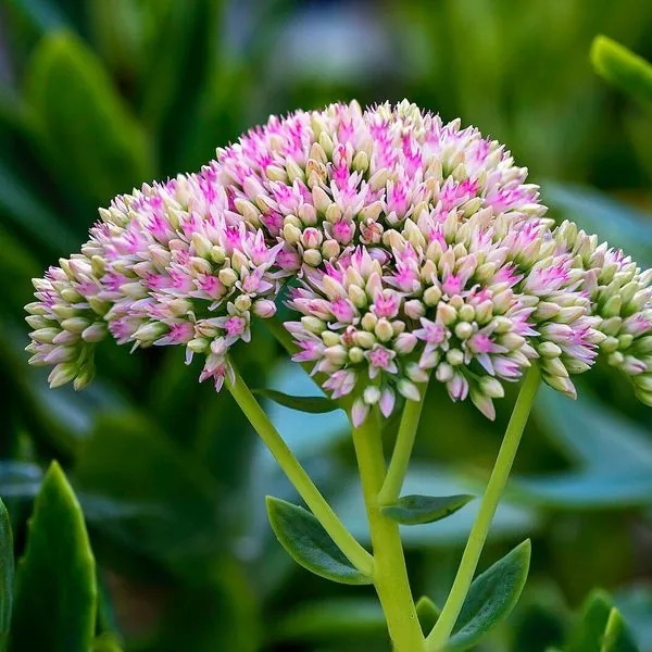 Ombelle rose de sedum