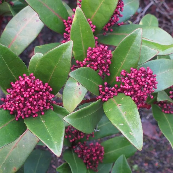 Boutons rouges de skimmia entre les feuilles