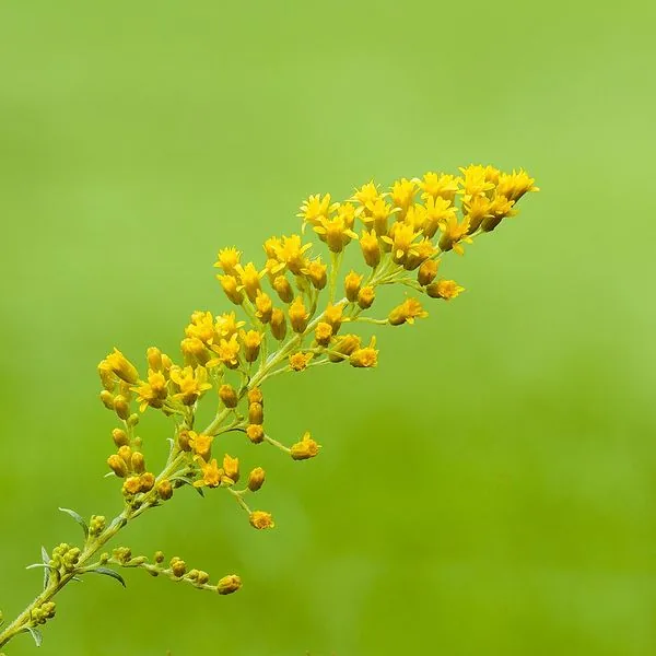 Épi de solidago jaune sur fond vert