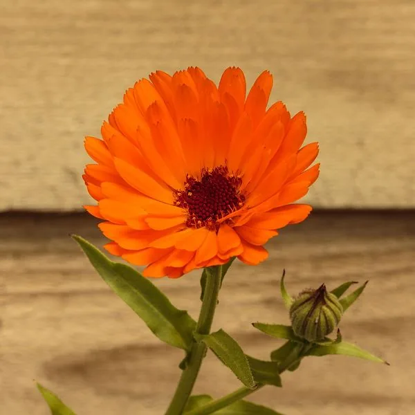 Souci orange sur fond de bois