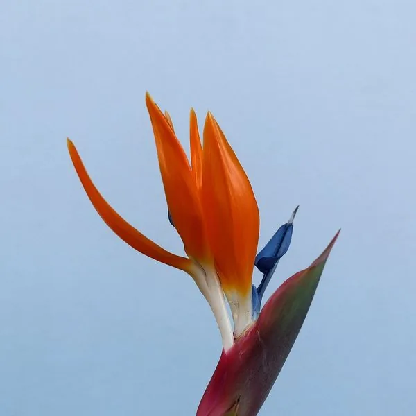 Strelitzia orange et bleu sur ciel clair