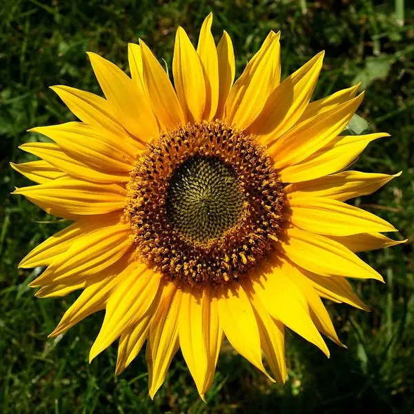 Tournesol jaune vif vu de face