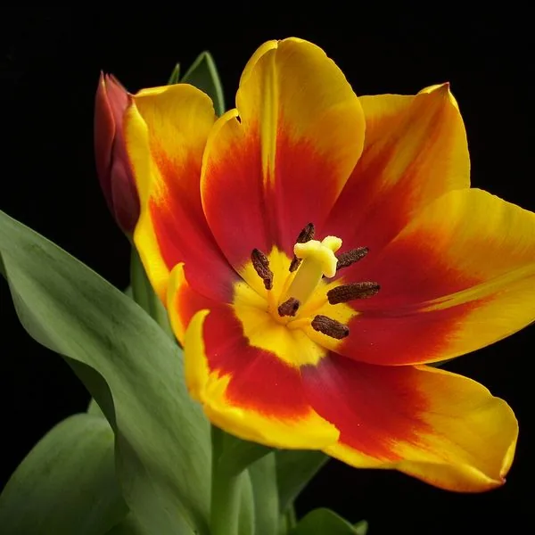 Tulipe jaune et rouge ouverte sur fond noir