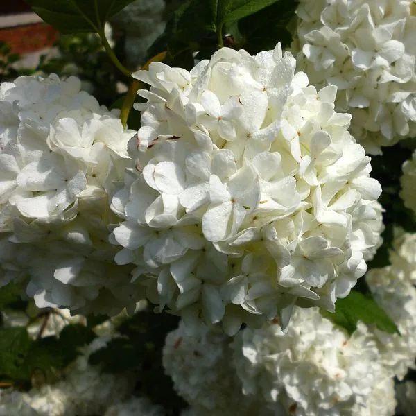 Boules blanches de viorne obier