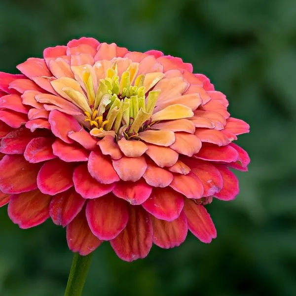 Zinnia corail aux pétales étagés